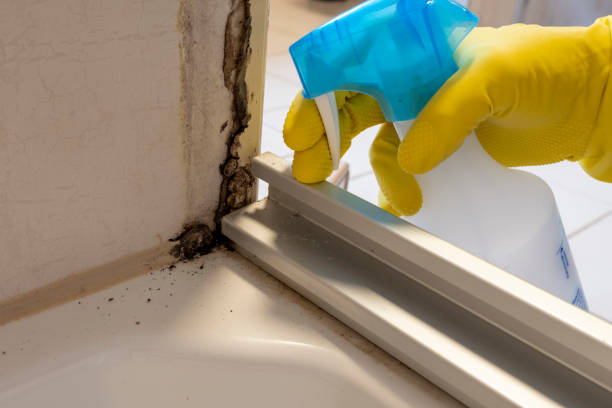 Best Commercial Mold Removal  in Cedar Grove, FL